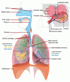 Respiratory system of human being and mechanism of respiration - CGPCS ...