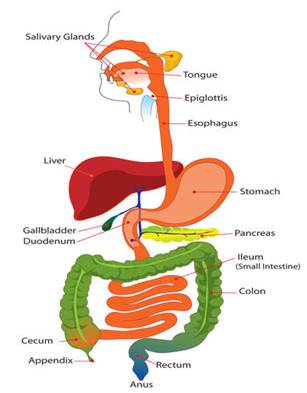 Human digestive system and digestive process - CGPCS Exam Preparation