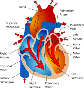 Structure and working of heart and blood vessels - CGPCS Exam Preparation