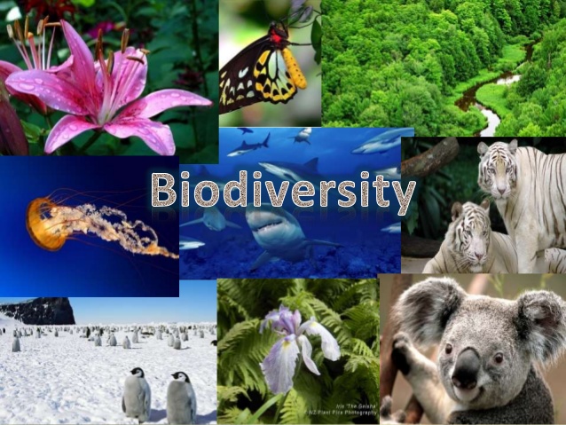 Biodiversity-Definition, types, importance, hotspots, threats and  conservation - APPSC Exam Notes